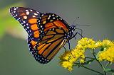 Monarch Butterfly_51260